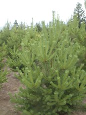 Scotch Pine